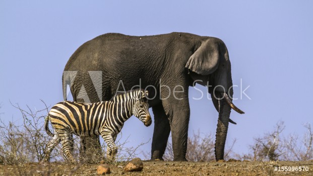 Picture of Plains zebra and African bush elephant in Kruger National park South Africa